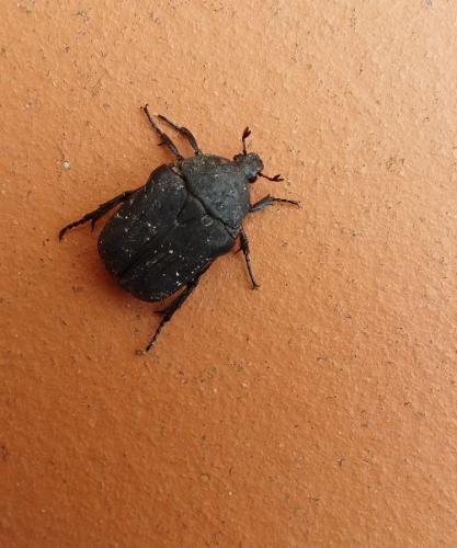 Netocia morio